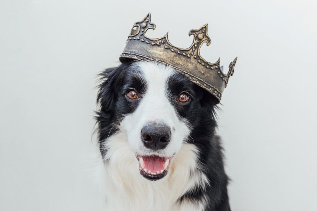 Border Collie wearing a crown.